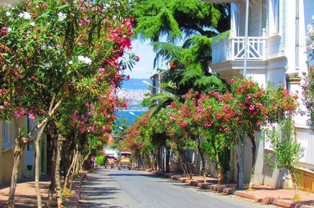 İSTANBUL ADALAR MİMOZA ÇİÇEĞİ FESTİVAL TURU