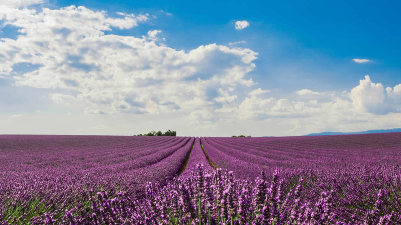 ISPARTA LAVANTA FESTİVALİ